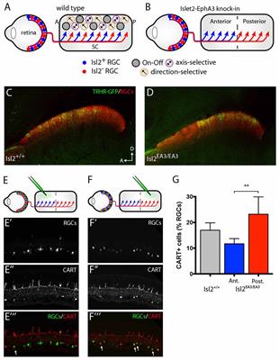 Visual Neurons in the Superior Colliculus Innervated by Islet2+ or Islet2− Retinal Ganglion Cells Display Distinct Tuning Properties